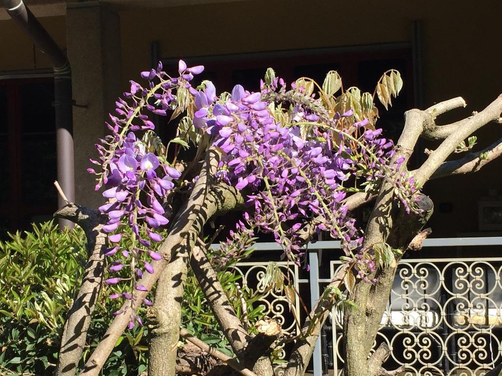 Bed&Garden Cesate Exterior foto